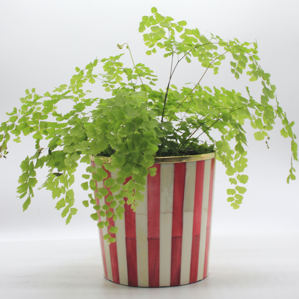 Tooka Red And White Striped Planter, £58