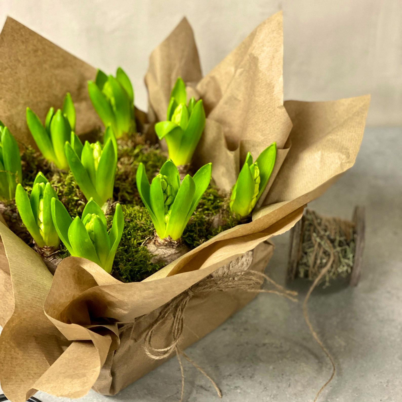 Loose Gift Wrapped Hyacinth Bulbs £19.95