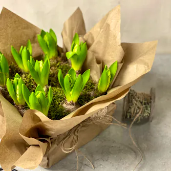 Loose Gift Wrapped Hyacinth Bulbs