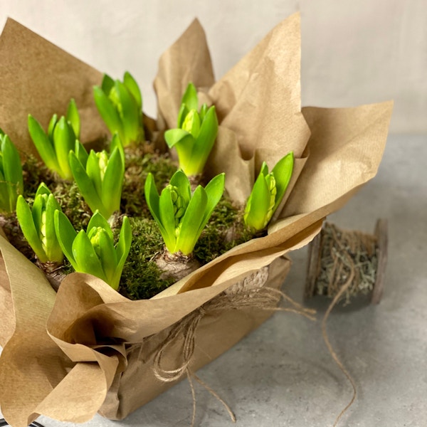 Loose Gift Wrapped Hyacinth Bulbs £19.95