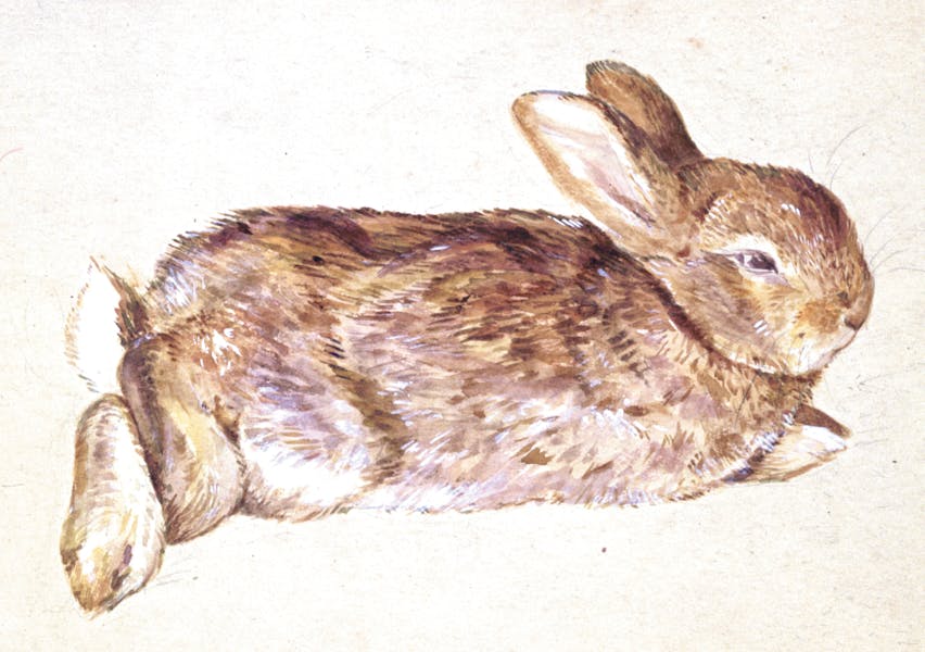 Drawing Of A Rabbit (Peter Piper) By Beatrix Potter. Ca 1892. (c) Victoria And Albert Museum, London, Courtesy Frederick Warne &