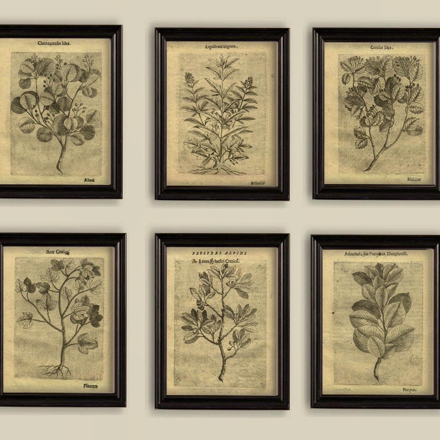 Etsy Old Botanical Sepia Vintage 17th-Century Illustrations Drawings Prints Set of 6, from £15
