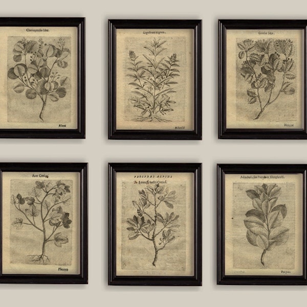 Etsy Old Botanical Sepia Vintage 17th-Century Illustrations Drawings Prints Set of 6, from £15