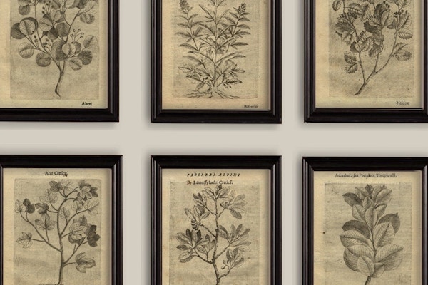 Etsy Old Botanical Sepia Vintage 17th-Century Illustrations Drawings Prints Set of 6, from £15