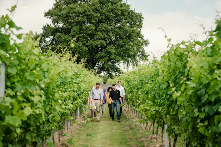 7 Vineyards To Visit And Wine Flavours To Explore Without Leaving Britain
