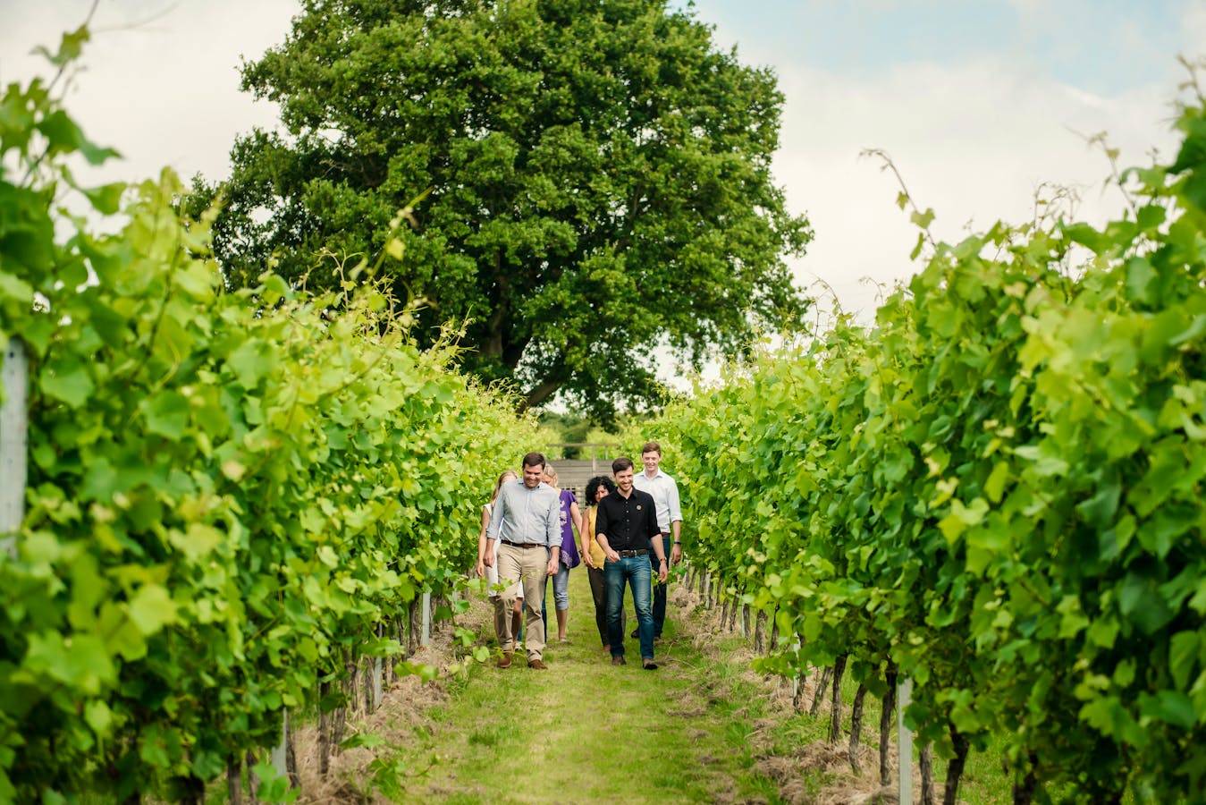 Gusbourne Tour People In Vines