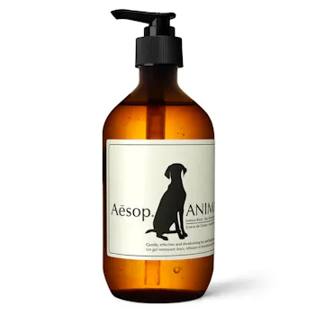 Aesop