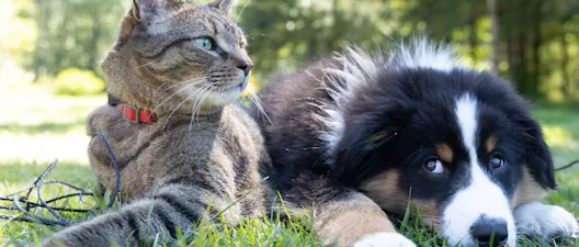 22 Ways To Treat Your Pet This National Pet Day