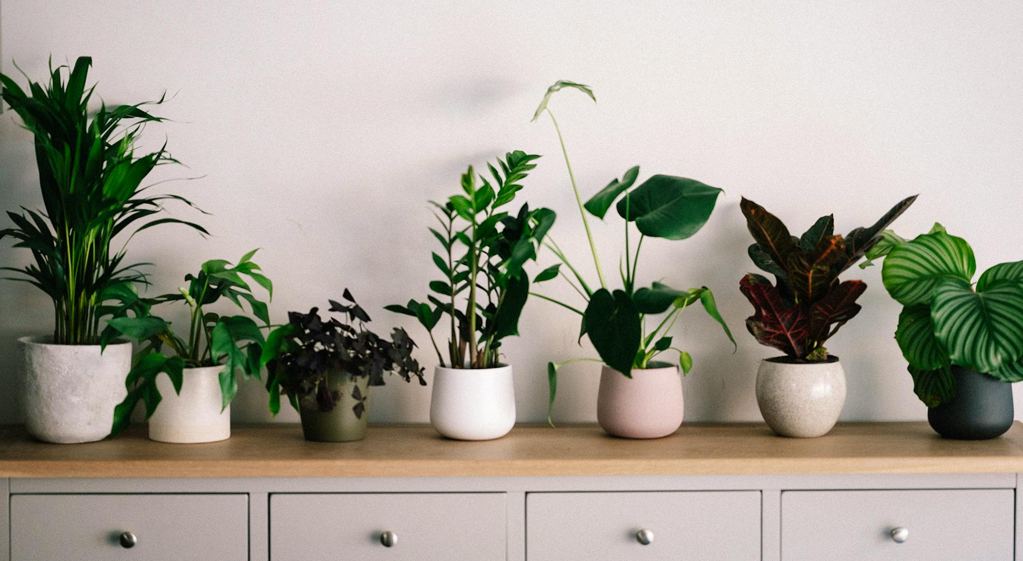 Redecorate Home Post Divorce Add Plants