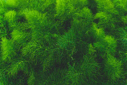 12 Spring Fragrances With Green Notes