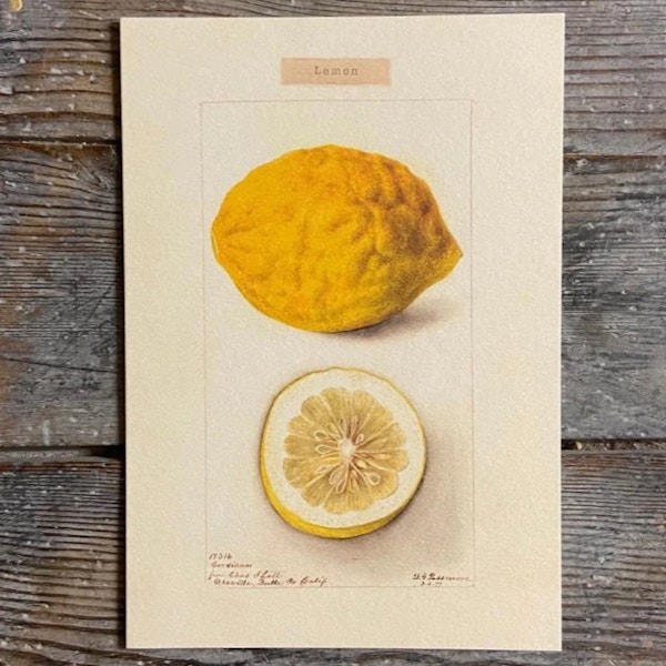 Closet & Botts Lemon Greetings Card, £2.95