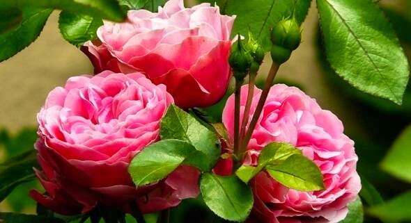 JACKSONS Shop_Roses_Comp