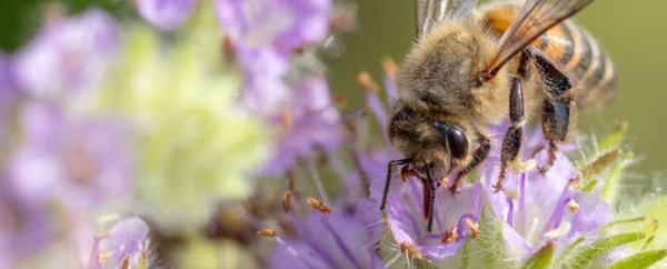 British Beekeepoing Association