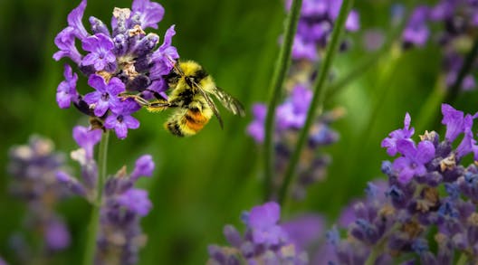 How To Create A Bee-Friendly Garden