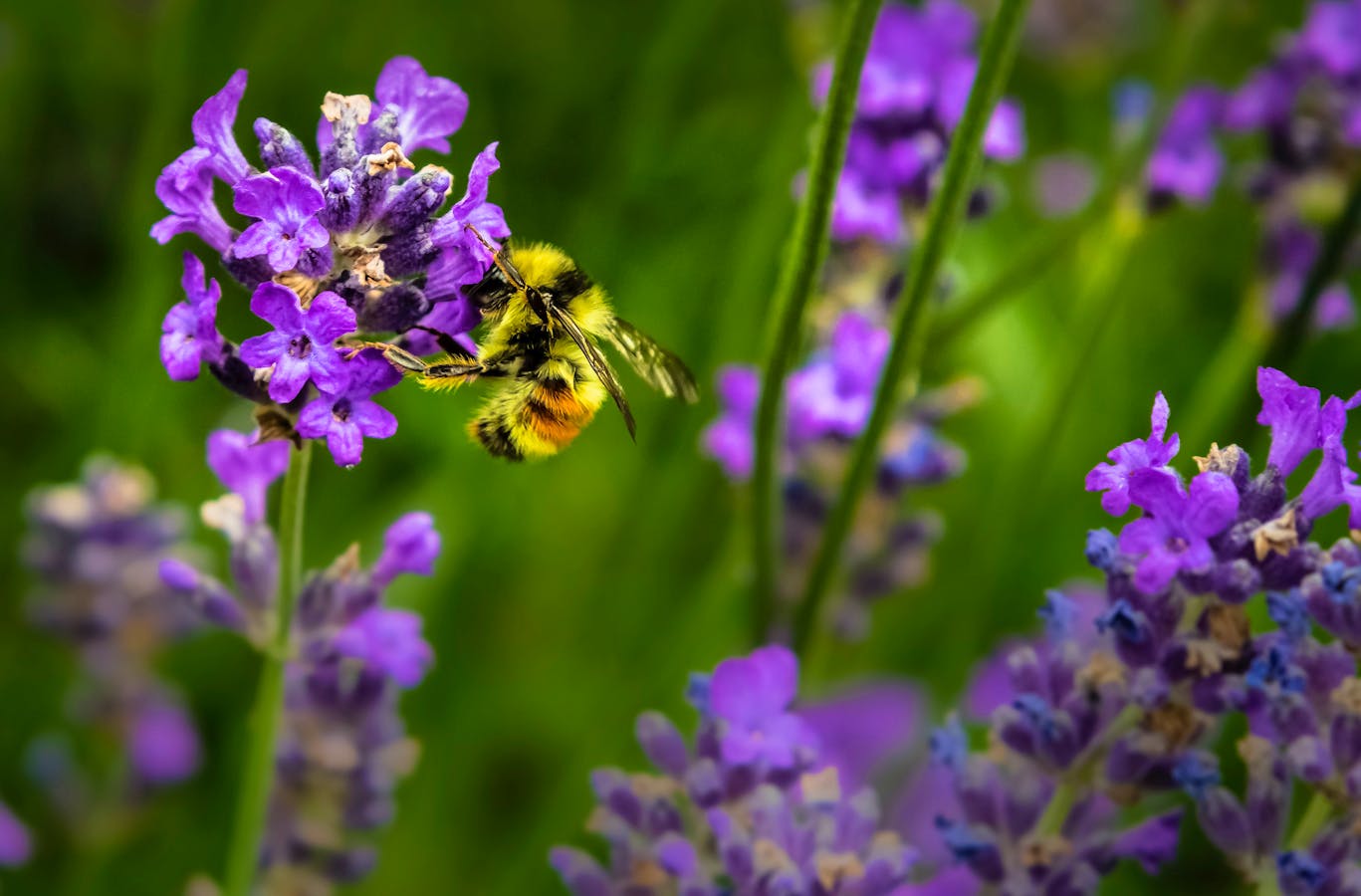 Bee friendly plants