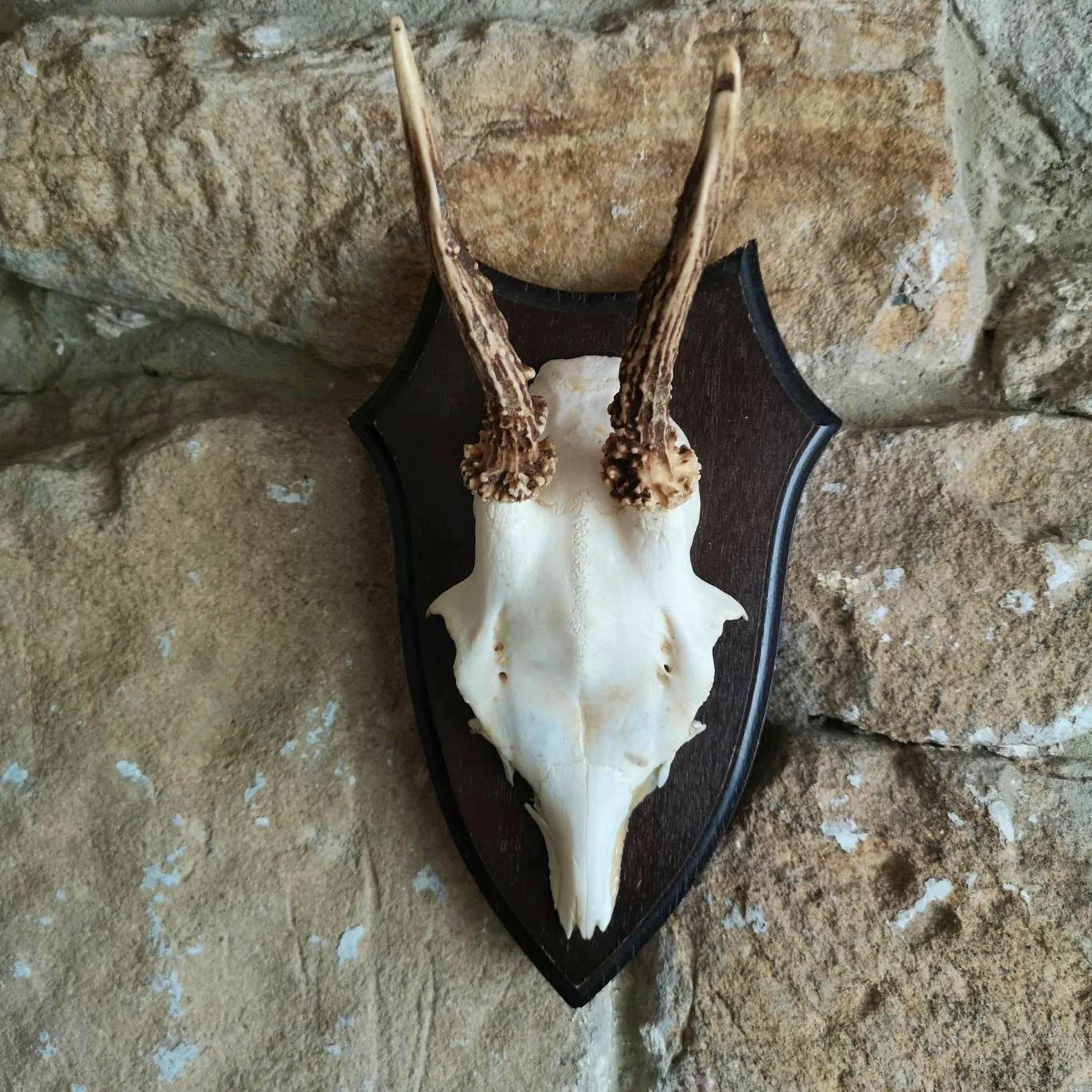 Etsy Vintage Roe Deer Antlers, £23.95