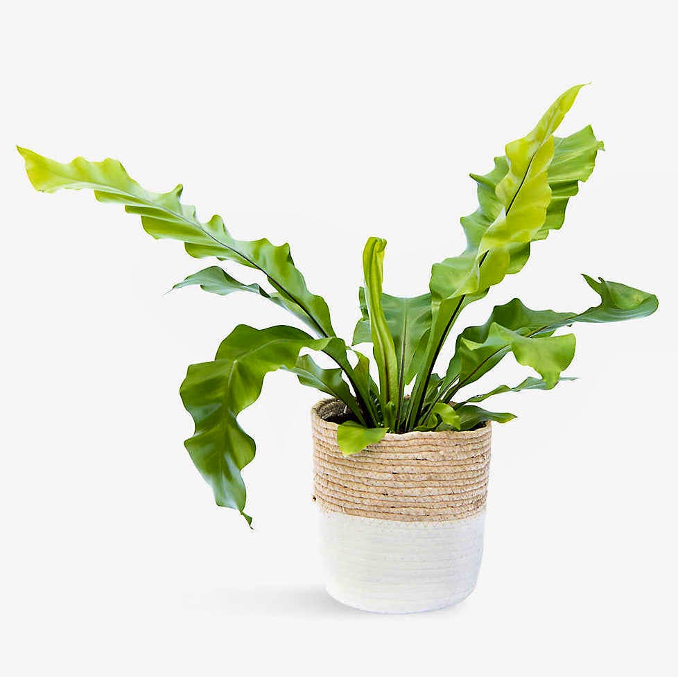 London Florist Bird's Nest Fern Plant With Straw Basket, £50