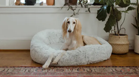 Creature Comforts: 21 Of The Best Cosy Dog And Cat Beds