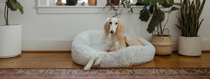 21 Of The Best Cosy Dog And Cat Beds