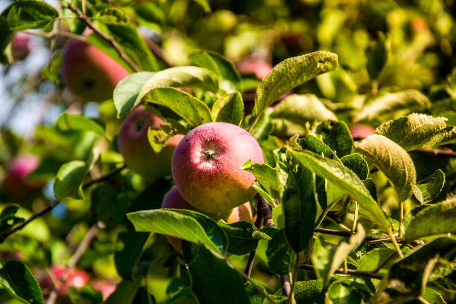 WHAT TO HARVEST NOWarunas-naujokas--QUadSZcZFQ-unsplash