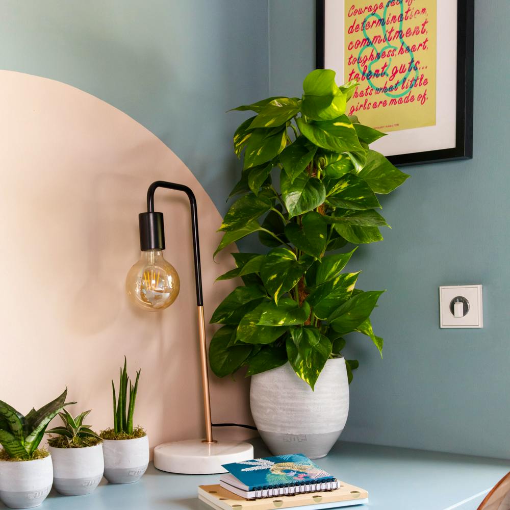 The Little Botanical Scindapsus (Moss Pole), £33