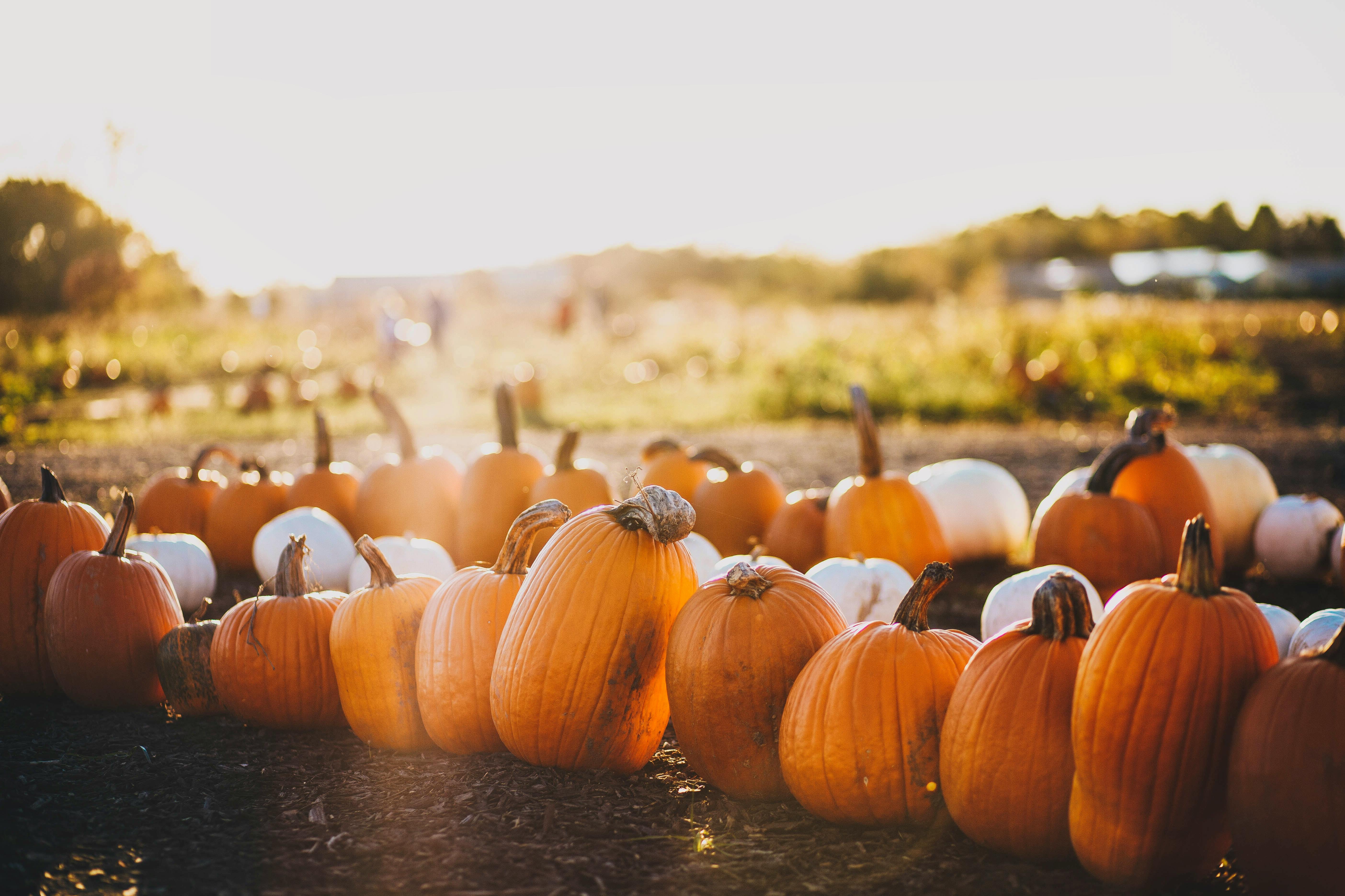 The Best Pumpkin Patches In The UK