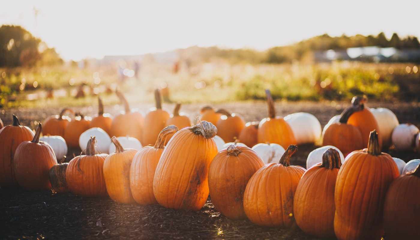 The Best Pumpkin Patches In The UK