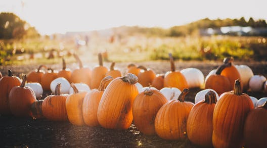 9 Of The Best Pumpkin Patches In The UK