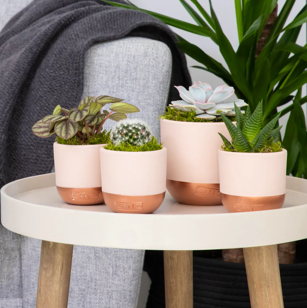 Little Botanical Pretty Pink Plant Gang, £46