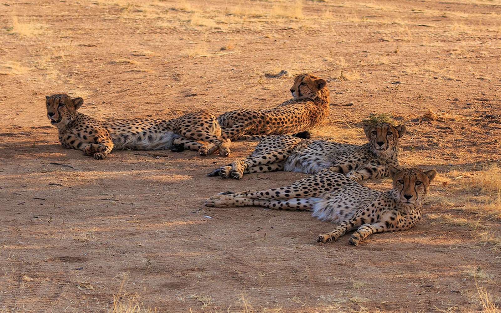 Bigstock-Cheetahs-In-The-Namibian-Savan-466228889