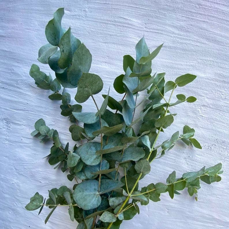 John Lewis Scalloped Speckled Stoneware Dinner Plate, £9