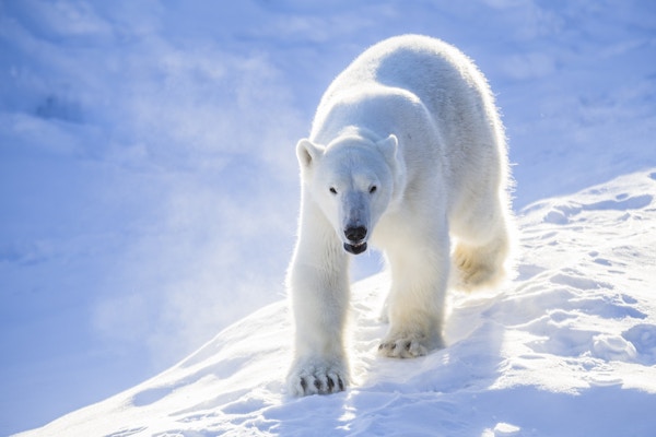 See Polar Bears In Finland - Credit Gulo Gulo Holiday Village
