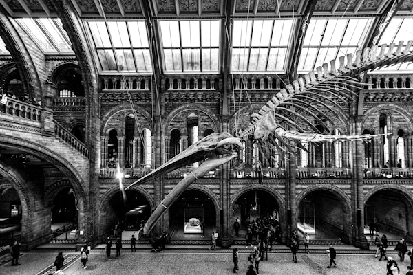 NATURAL HISTORY MUSEUM