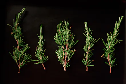 15 Rosemary-Infused Products To Clarify And Detox