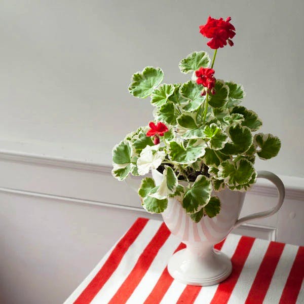 Pentreath & Hall P&H Creamware Lidded Urn with Handles, £265