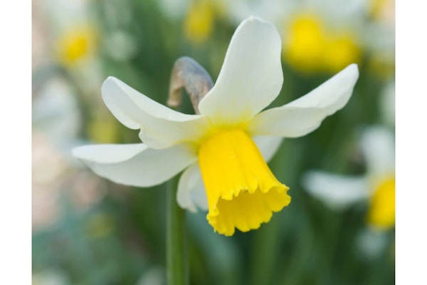 Daffodils Plant