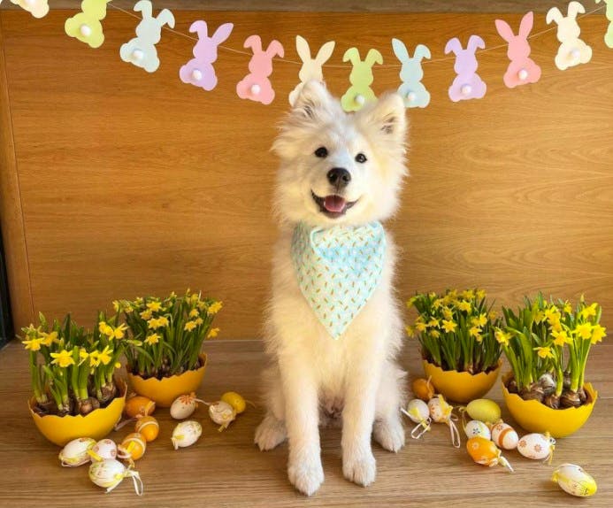 House Of Pom Poms Shop Eatser Bunny Garland, £7.50