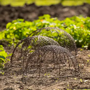 Set Of 3 Rabbit Proof Dome Cloches