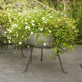 Sphere Planter With Stand