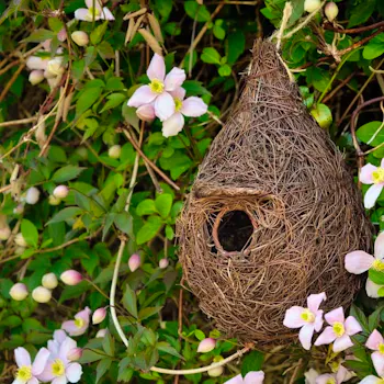 Giant Roost Small Bird Nester