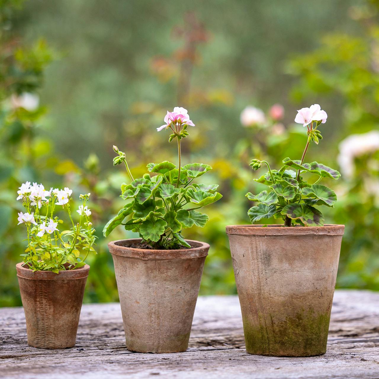 Sarah Raven Aged Terracotta Pots, Set of 3, £29.95