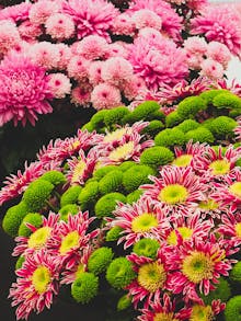 7 Things To Look Forward To At The RHS Chelsea Flower Show 2024