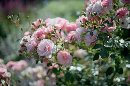 The Royal Horticultural Society Launches New App, Grow