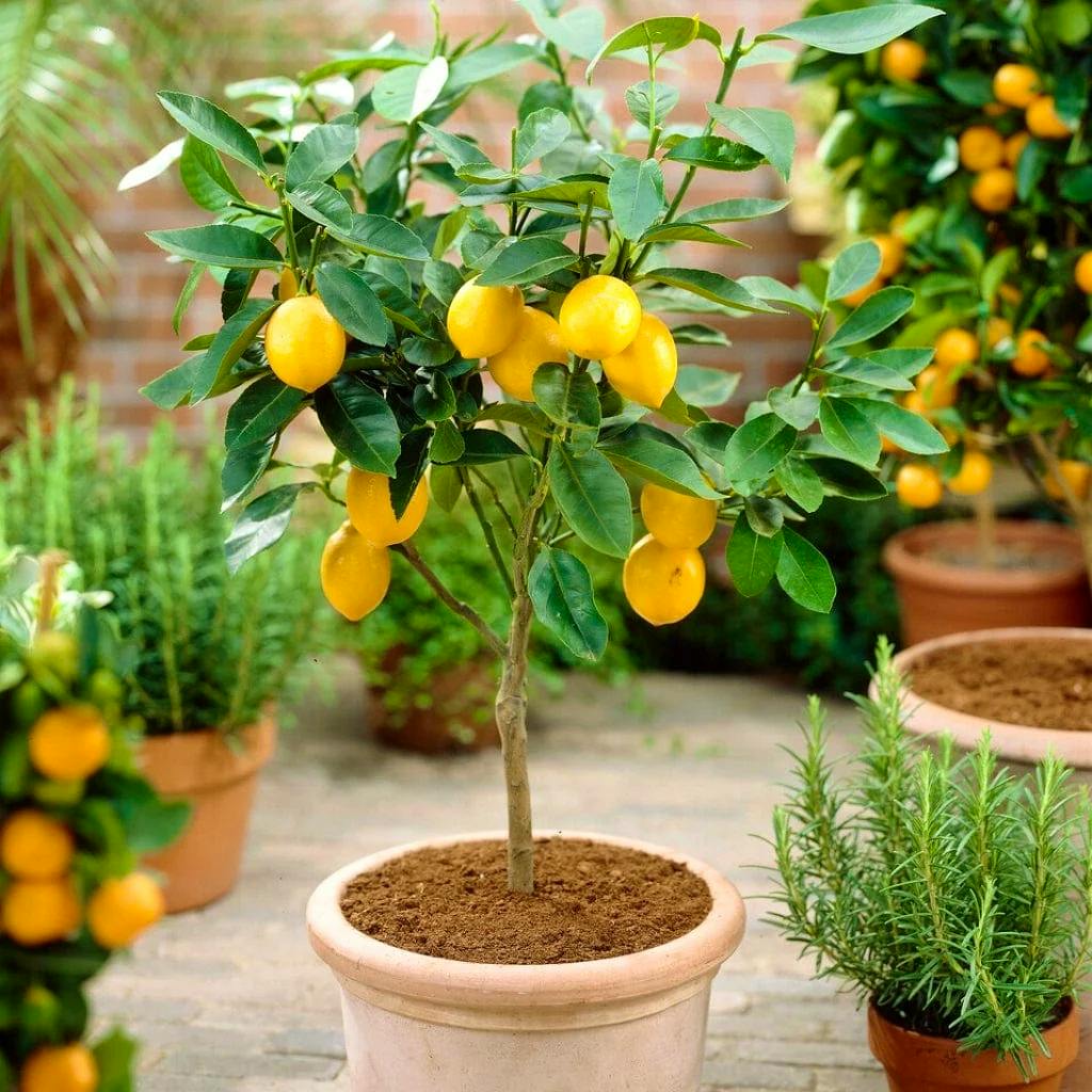 Roots Plants Eureka Patio Lemon Tree, £75