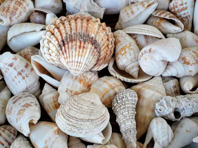 Trend Watch: Shell Jewellery Is Everywhere Right Now