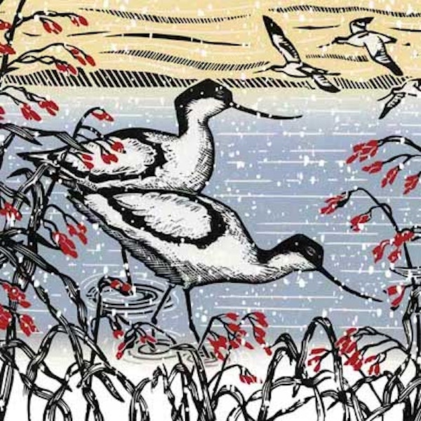 RSPB Icy Avocets Christmas Cards, Pack Of 10, £5