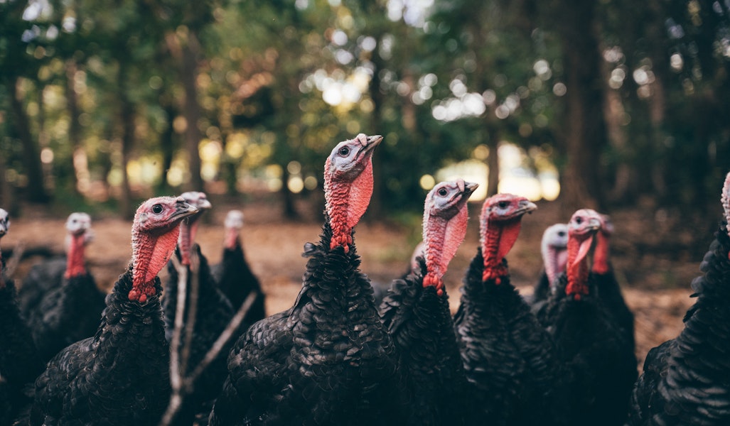 Kellybronze Turkeys In Field