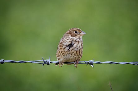 Best Online Resources For Bird Watching
