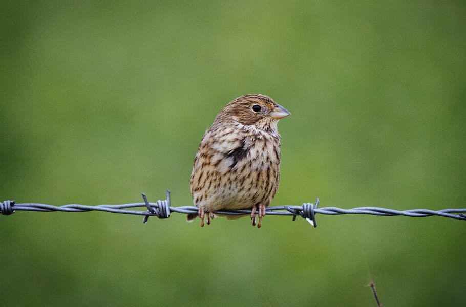 Bird Watching Pauline-bernfeld-oY8t8OGpv4A-unsplash Copy