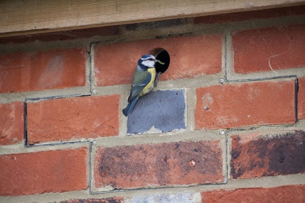 Bird Watching Bird Brick Houses
